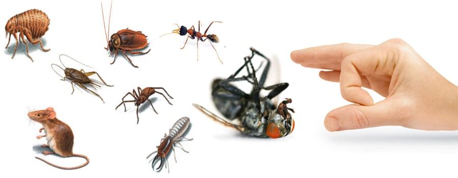 Pest control services by specialists