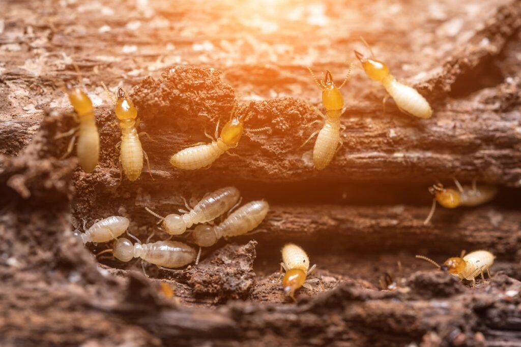 Pest Control Halton Hills Wildlife Removal Halton Hills, Ontario