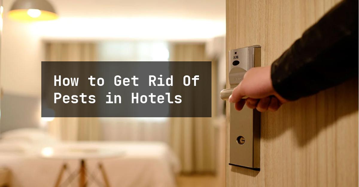 How to Get Rid Of Pests in Hotels