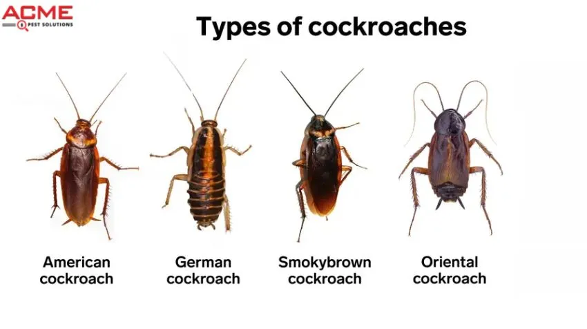 Cockroaches 