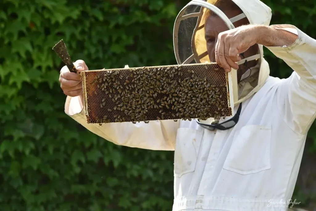 remove Honey Bee