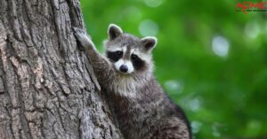 Get Rid Of Raccoons