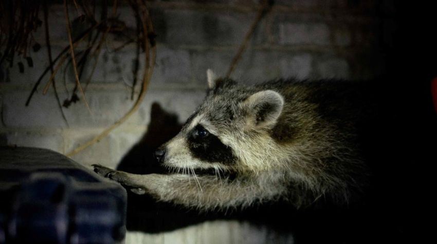 How to Get Rid of Raccoons in Your Attic