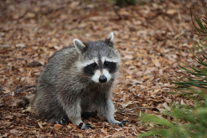 Pros-and-Cons-of-Having-Raccoons-on-Your-Markham-Property