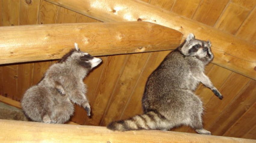 Trapping the Raccoons in the Attics