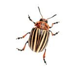 Beetle2
