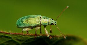 Weevils