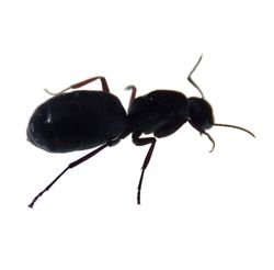 Carpenter Ants pests 1