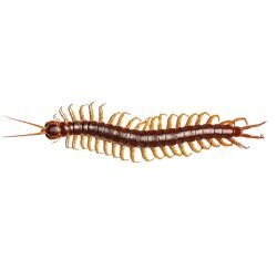 Centipedes 1