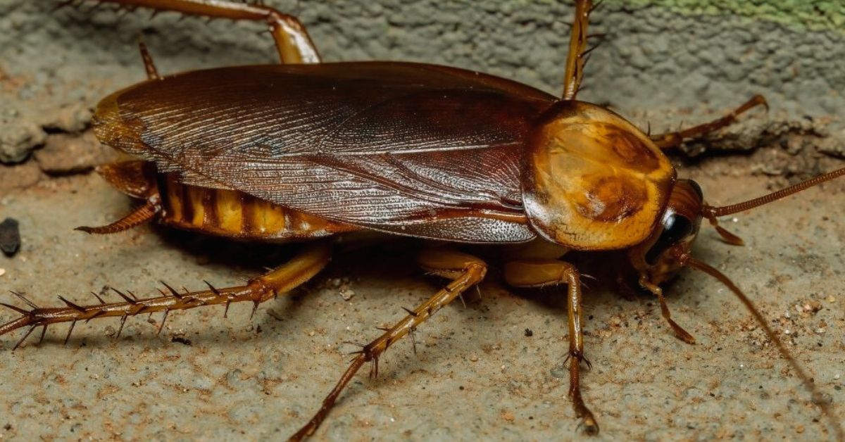 American Cockroaches