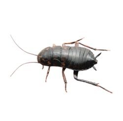 Oriental Cockroaches 1