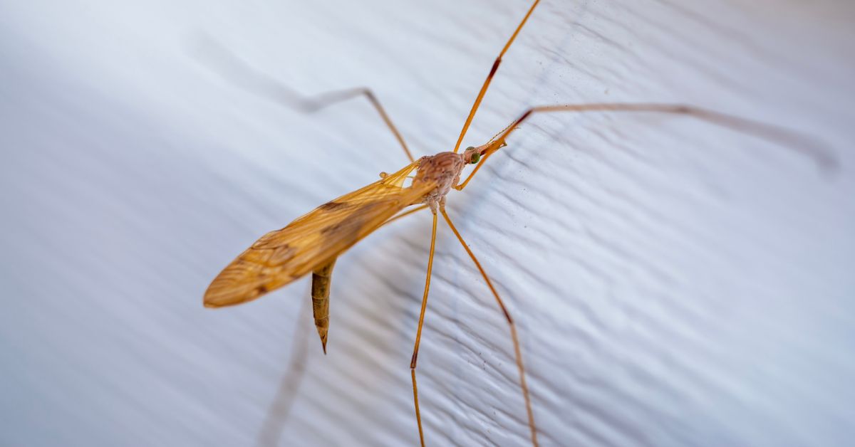 Crane flies