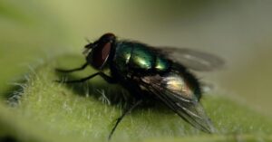 What Are Flies