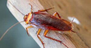Cockroaches