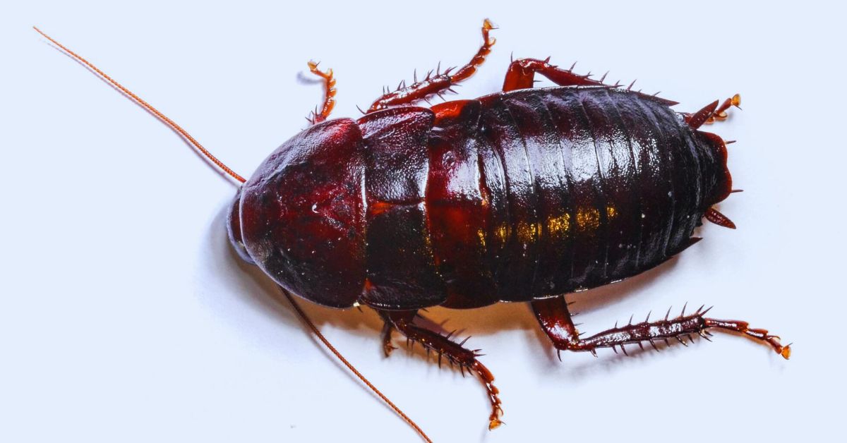 Oriental Cockroaches