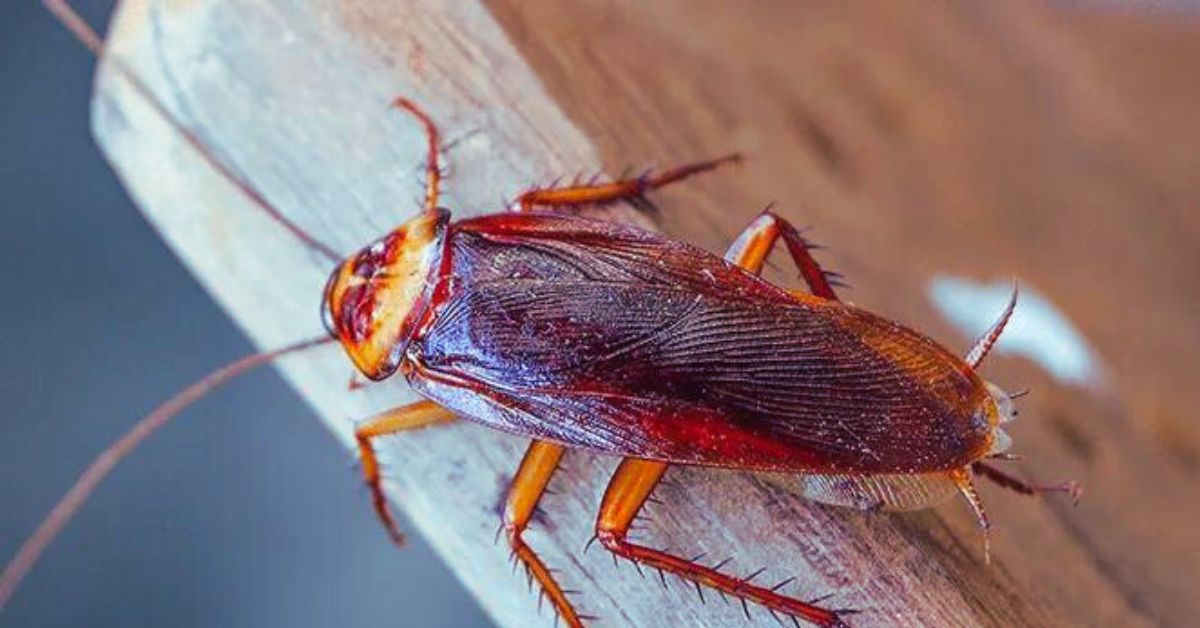 How to Control Brown Banded Cockroaches in Homes