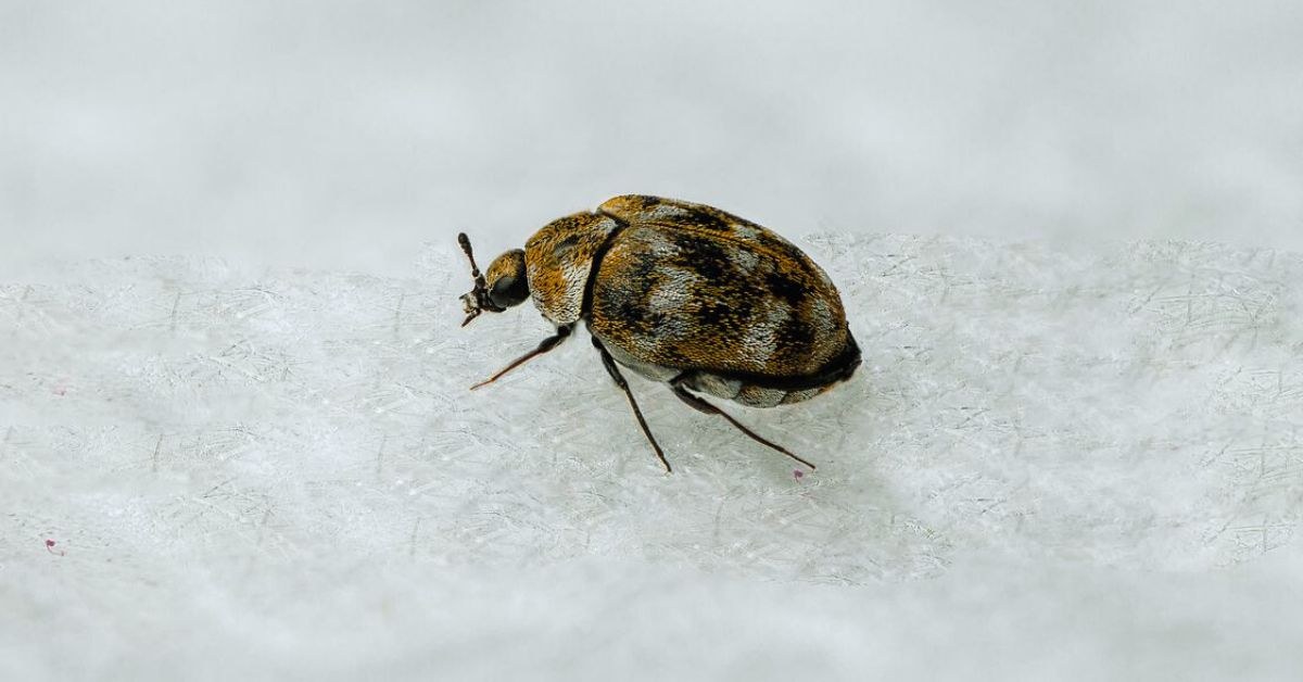 Carpet Beetles