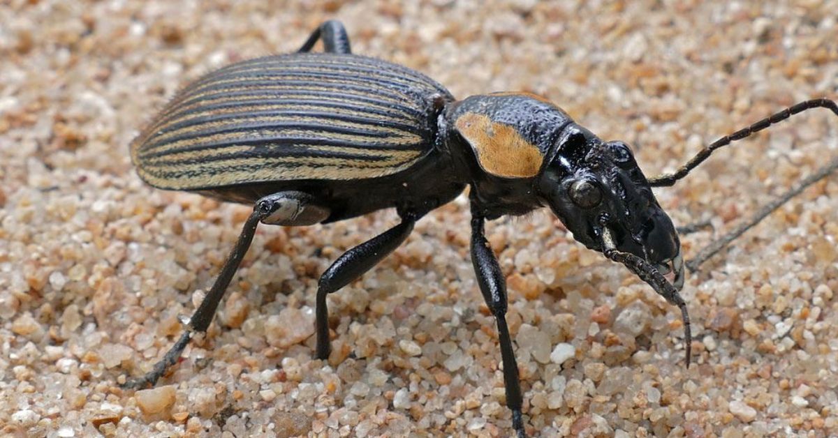 Ground Beetles