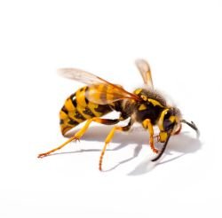 Wasps 1