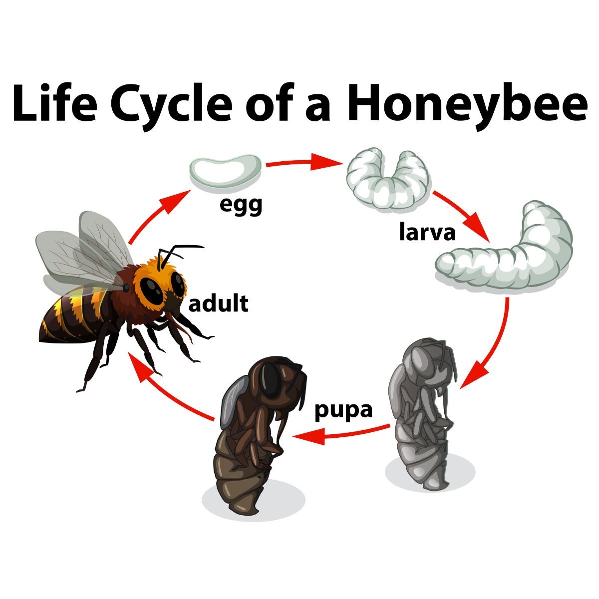 bees life Cycle