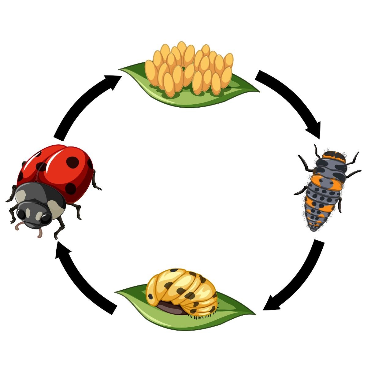 beetles life Cycle