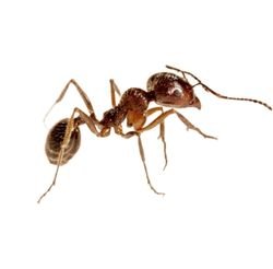 fire Ants 1