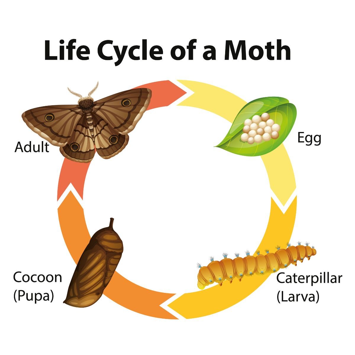 moth life Cycle