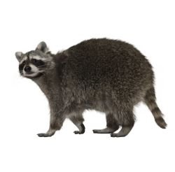 Raccoon 1