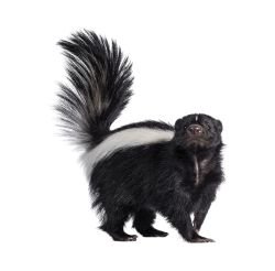 skunk 1