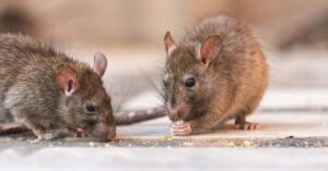 Mice