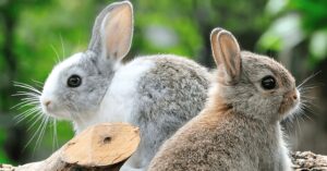 Rabbits