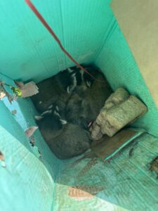 Control Service in Brampton