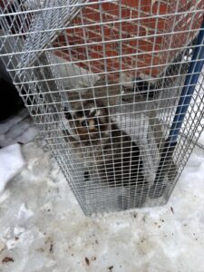 Humane Raccoon Control Service in Brampton