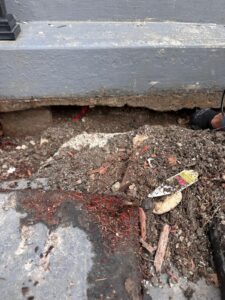 Pest Control Service in Brampton