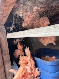 Pest Control Service in Brampton 8