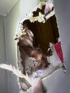 Pest control job in Oakville