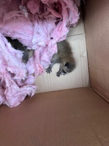 Raccoon Remnoval job done in Brampton