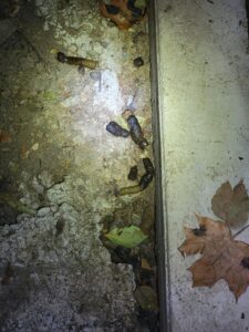 Raccoon removal Service 1