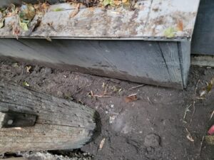 Raccoon removal Service 5