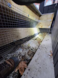 Raccoon removal Service2