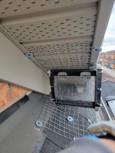 Raccoon removal service in Mississauga 1