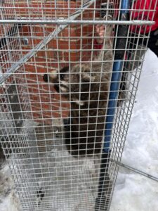 Raccoon removal service in Mississauga