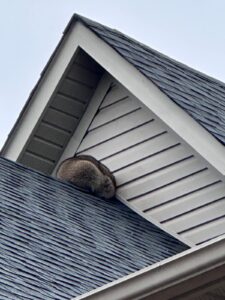 Raccoon removal service in Mississauga 3