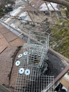 Raccoon removal service in Mississauga 4