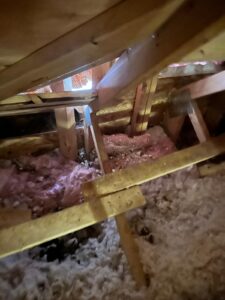 wildlife Control Service in Brampton (2)